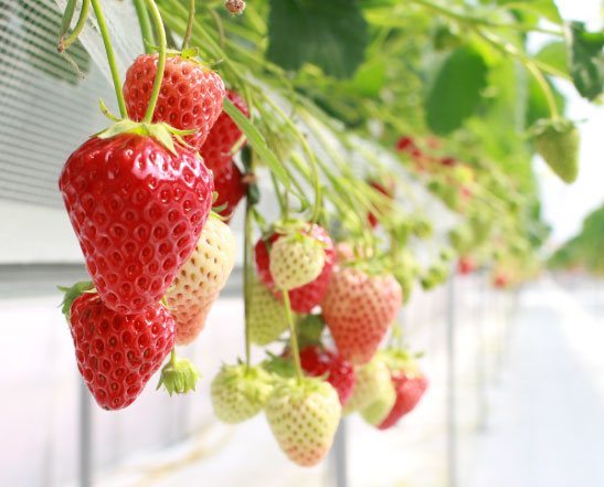 Fruits de saison pleins de la générosité de la nature